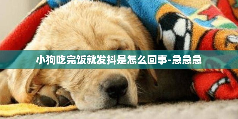 小狗吃完饭就发抖是怎么回事-急急急 小狗吃完饭就发抖是怎么回事-急急急