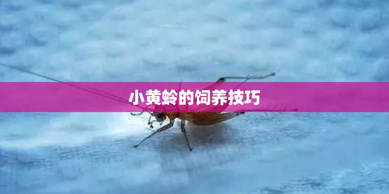 小黄蛉的饲养技巧 小黄蛉的饲养技巧