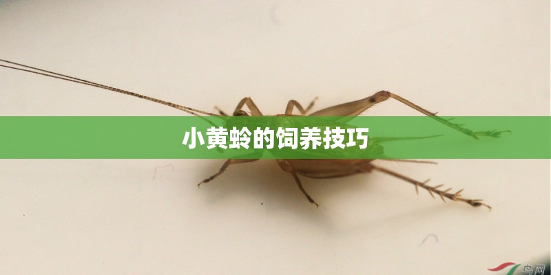 小黄蛉的饲养技巧 小黄蛉的饲养技巧