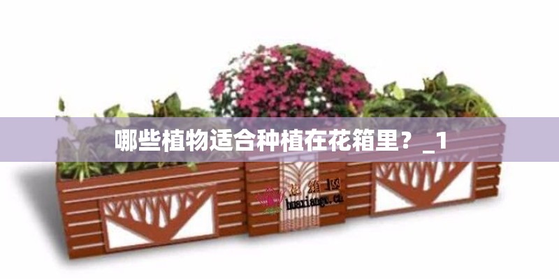 哪些植物适合种植在花箱里?_1 哪些植物适合种植在花箱里?_1