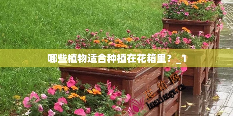 哪些植物适合种植在花箱里?_1 哪些植物适合种植在花箱里?_1