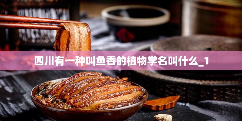 四川有一种叫鱼香的植物学名叫什么_1 四川有一种叫鱼香的植物学名叫什么_1