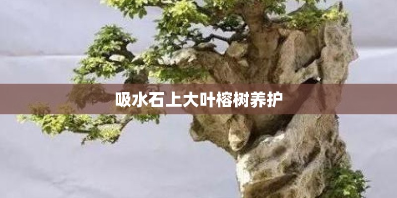 吸水石上大叶榕树养护 吸水石上大叶榕树养护