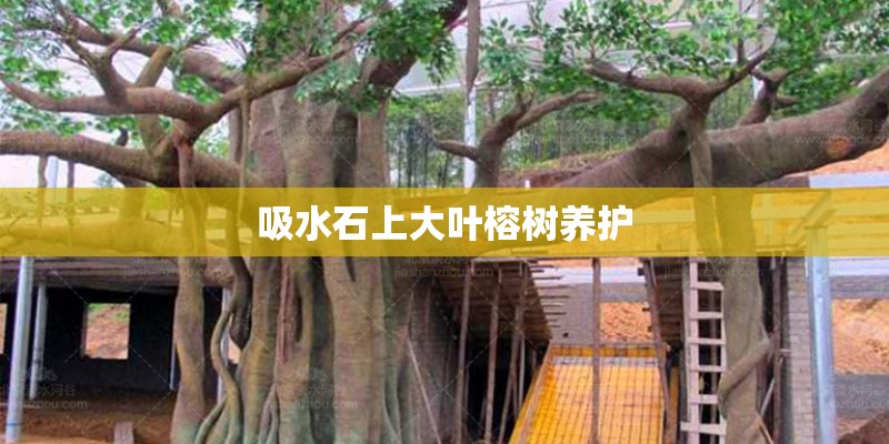 吸水石上大叶榕树养护 吸水石上大叶榕树养护