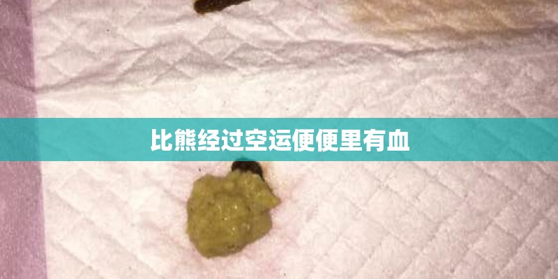 比熊经过空运便便里有血