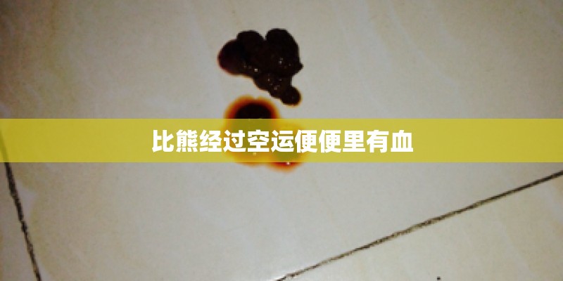 比熊经过空运便便里有血