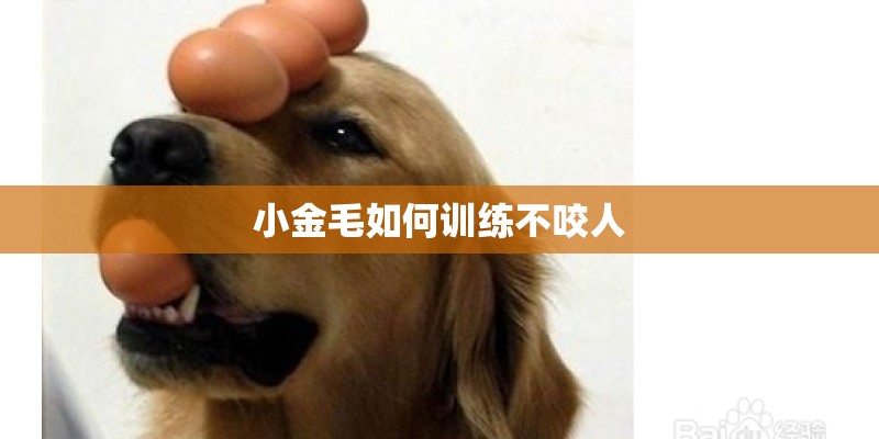 小金毛如何训练不咬人 小金毛如何训练不咬人