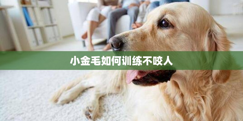 小金毛如何训练不咬人 小金毛如何训练不咬人