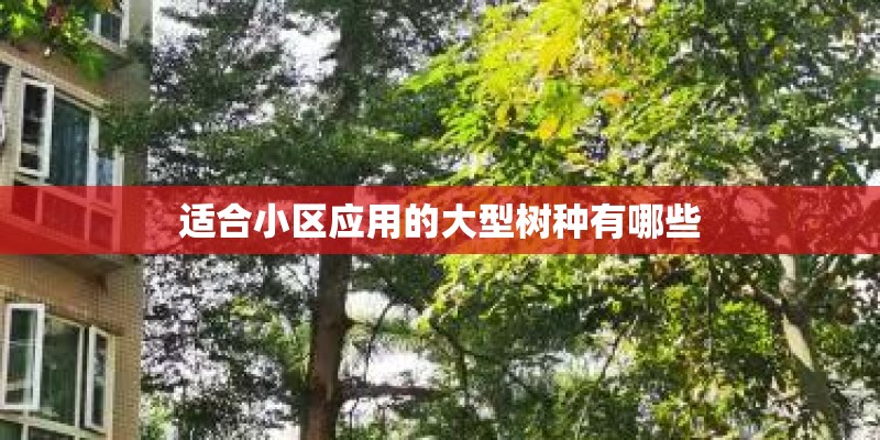 适合小区应用的大型树种有哪些