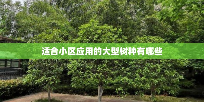 适合小区应用的大型树种有哪些