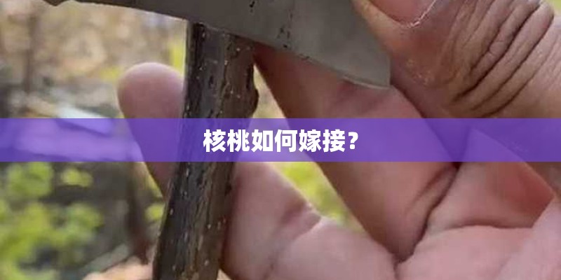 核桃如何嫁接？