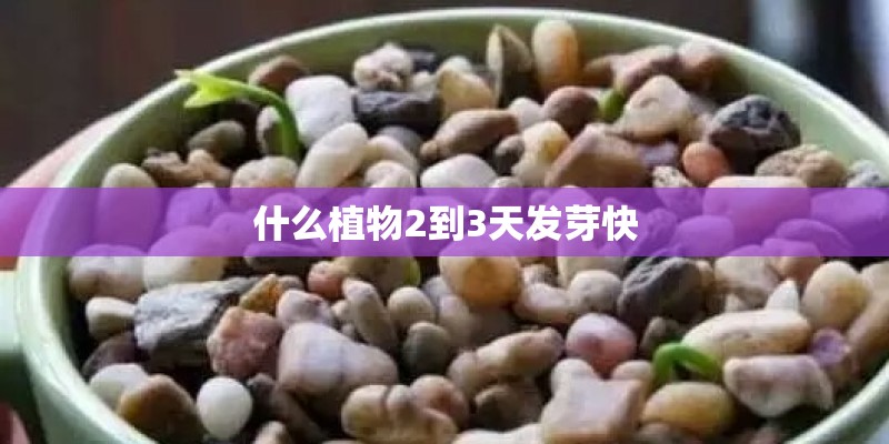什么植物2到3天发芽快