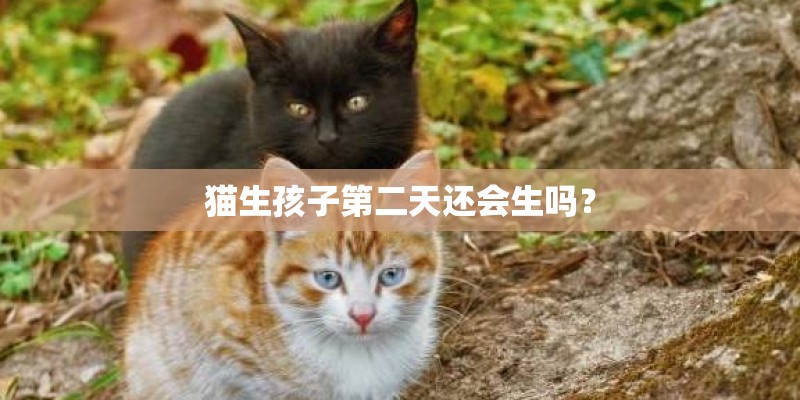 猫生孩子第二天还会生吗？