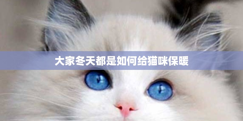 大家冬天都是如何给猫咪保暖