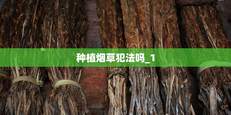 种植烟草犯法吗_1