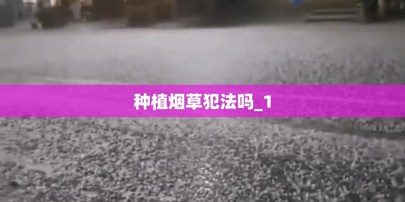 种植烟草犯法吗_1