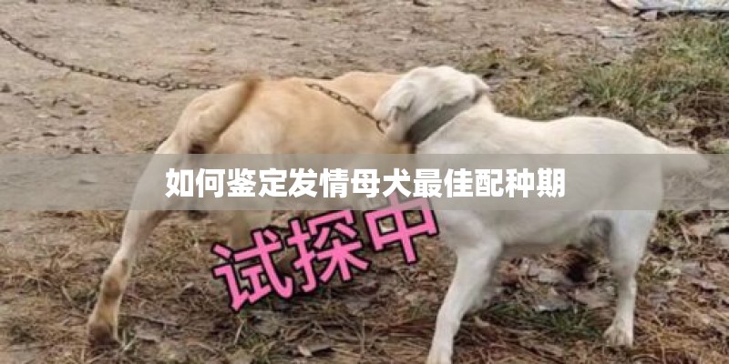 如何鉴定发情母犬最佳配种期 如何鉴定发情母犬最佳配种期