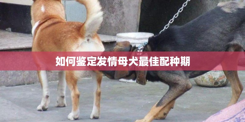 如何鉴定发情母犬最佳配种期 如何鉴定发情母犬最佳配种期