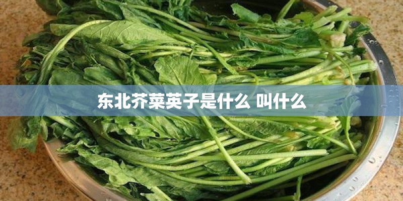 东北芥菜英子是什么 叫什么 东北芥菜英子是什么 叫什么
