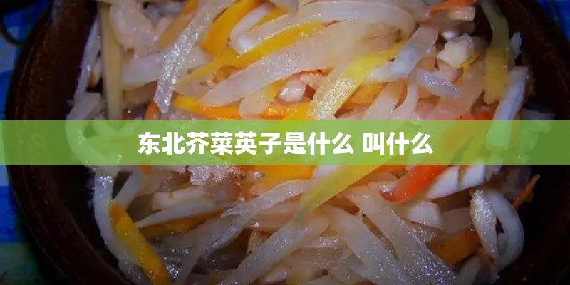 东北芥菜英子是什么 叫什么 东北芥菜英子是什么 叫什么
