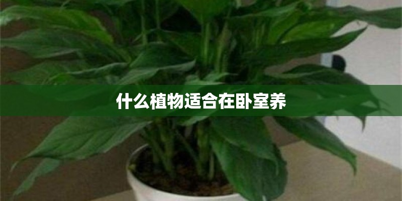 什么植物适合在卧室养 什么植物适合在卧室养