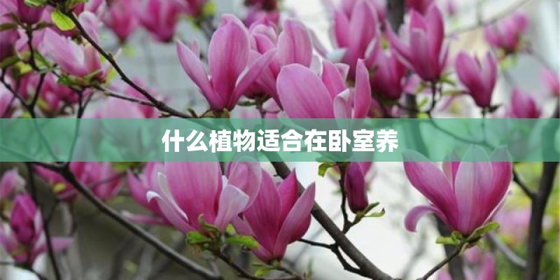什么植物适合在卧室养 什么植物适合在卧室养