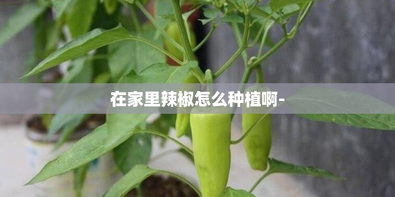 在家里辣椒怎么种植啊- 在家里辣椒怎么种植啊-