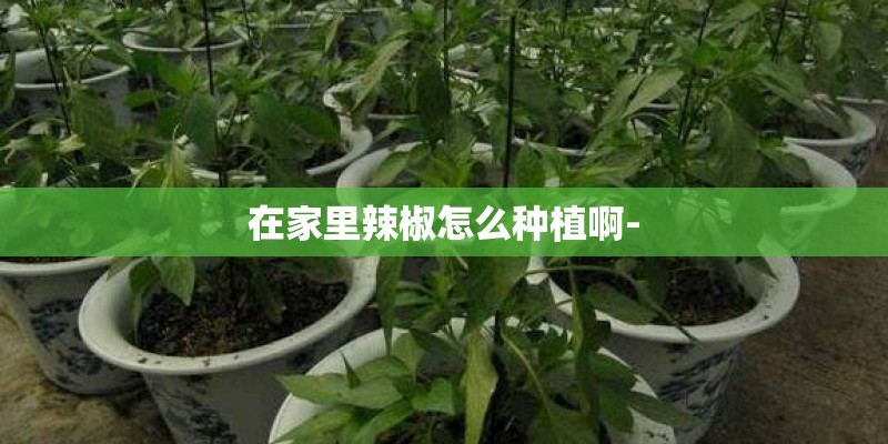 在家里辣椒怎么种植啊- 在家里辣椒怎么种植啊-
