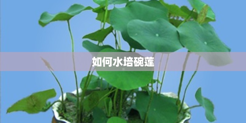 如何水培碗莲