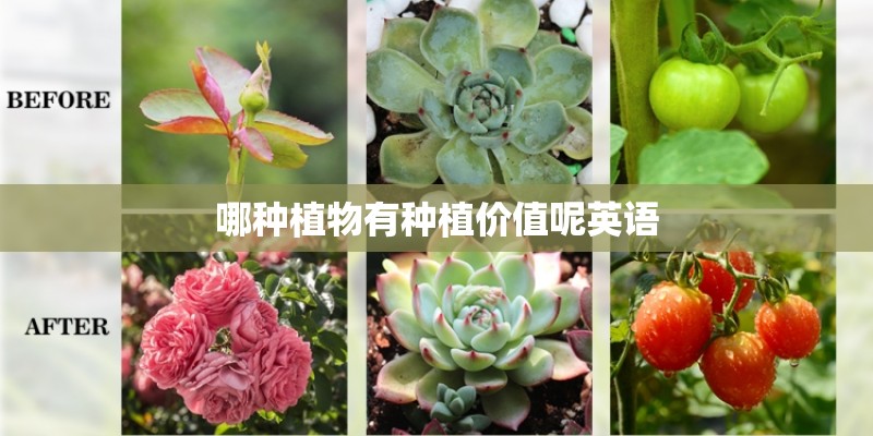 哪种植物有种植价值呢英语 哪种植物有种植价值呢英语
