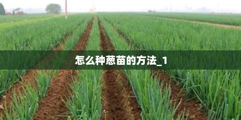 怎么种葱苗的方法_1
