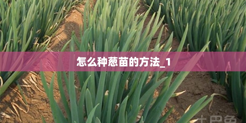 怎么种葱苗的方法_1