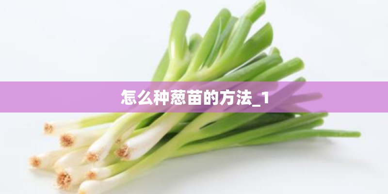 怎么种葱苗的方法_1