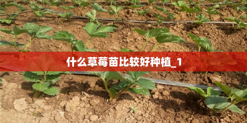 什么草莓苗比较好种植_1 什么草莓苗比较好种植_1