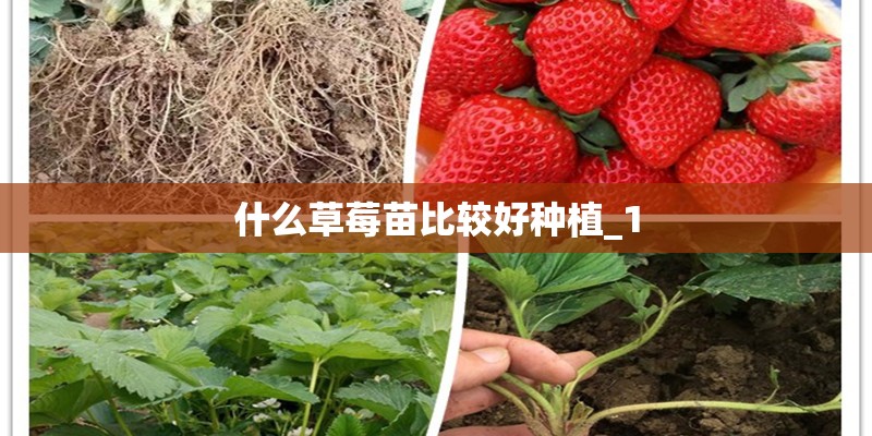 什么草莓苗比较好种植_1 什么草莓苗比较好种植_1