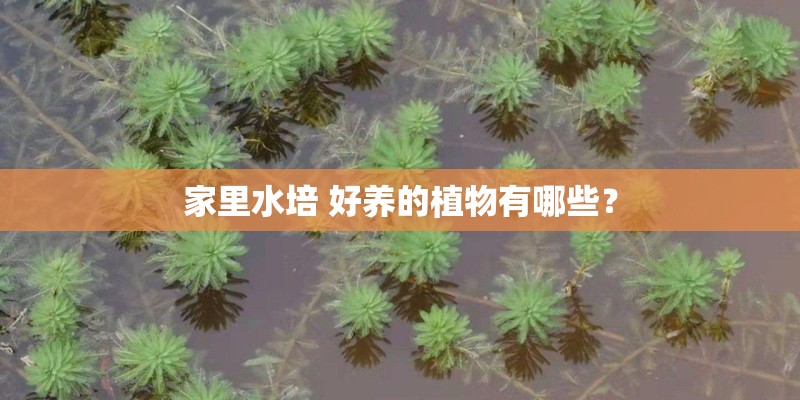 家里水培 好养的植物有哪些？