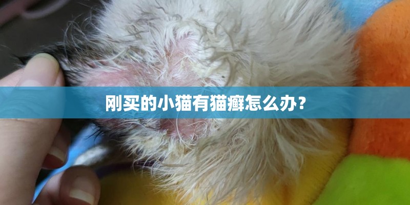刚买的小猫有猫癣怎么办？