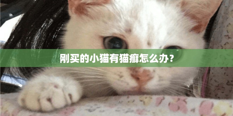 刚买的小猫有猫癣怎么办？