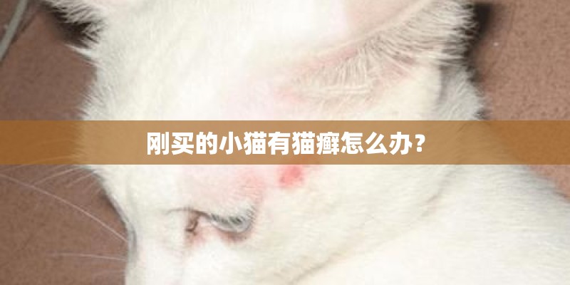 刚买的小猫有猫癣怎么办？