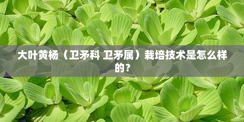 大叶黄杨(卫矛科 卫矛属)栽培技术是怎么样的? 大叶黄杨(卫矛科 卫矛属)栽培技术是怎么样的?