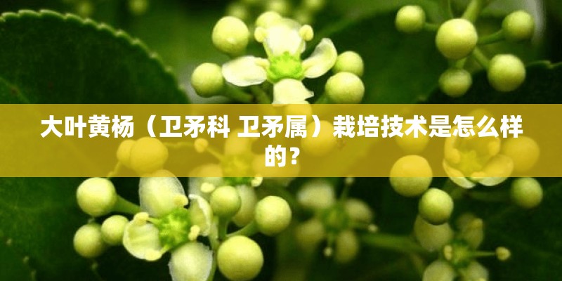 大叶黄杨(卫矛科 卫矛属)栽培技术是怎么样的? 大叶黄杨(卫矛科 卫矛属)栽培技术是怎么样的?