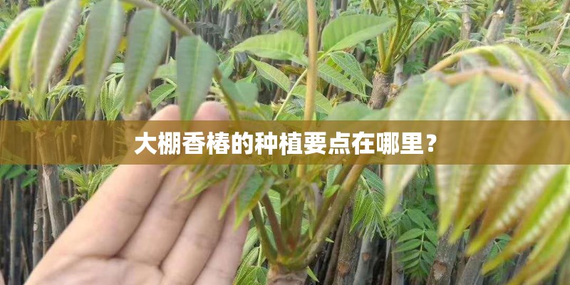 大棚香椿的种植要点在哪里？