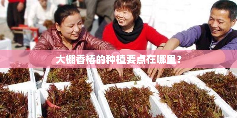 大棚香椿的种植要点在哪里? 大棚香椿的种植要点在哪里?