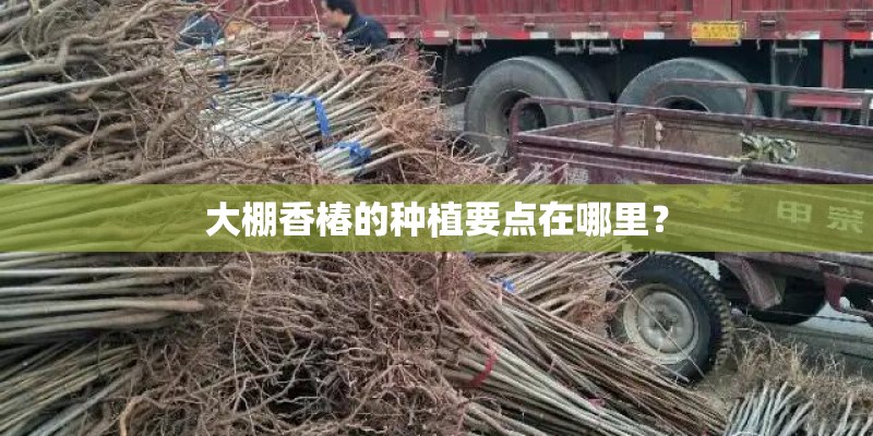 大棚香椿的种植要点在哪里? 大棚香椿的种植要点在哪里?