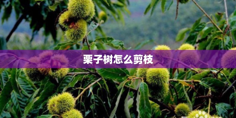 栗子树怎么剪枝 栗子树怎么剪枝