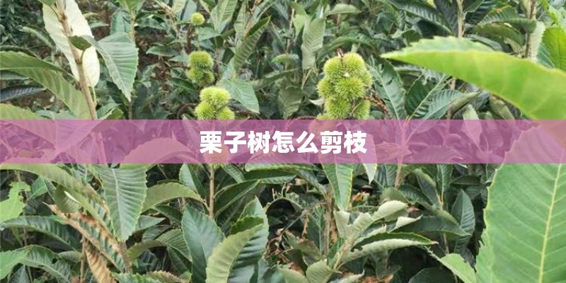 栗子树怎么剪枝 栗子树怎么剪枝