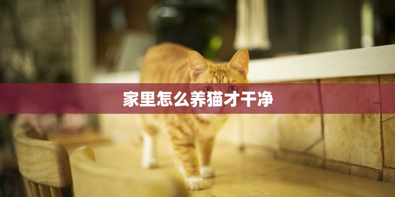 家里怎么养猫才干净