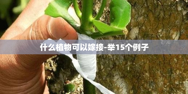 什么植物可以嫁接-举15个例子 什么植物可以嫁接-举15个例子