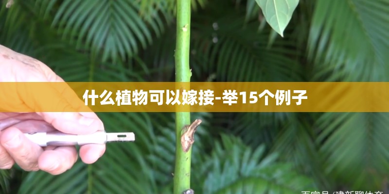 什么植物可以嫁接-举15个例子 什么植物可以嫁接-举15个例子