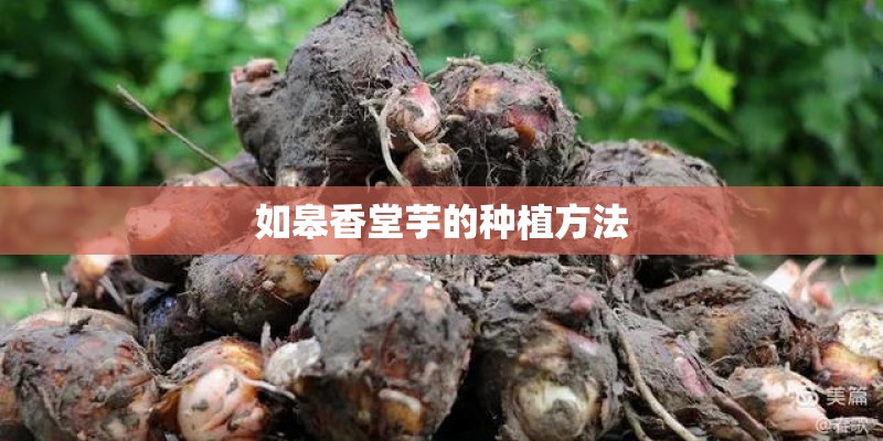 如皋香堂芋的种植方法